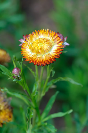Straw flower, Everlasting,flowersの写真素材