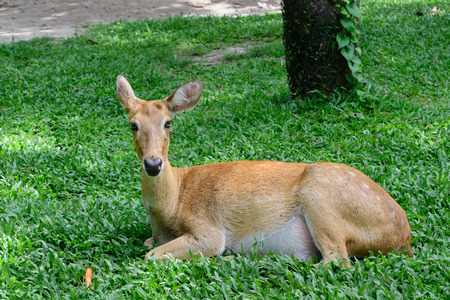 Burmese brow-antlered deer or Rucervus eldii thamin.の写真素材
