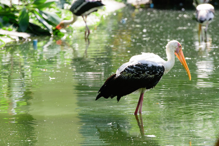 Lesser adjutant stork in its habitat, zoo Thailandの写真素材