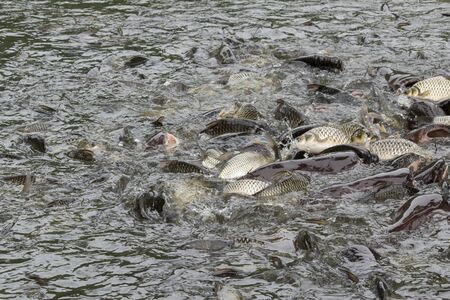 A lot of fish in the water. Fishing. Big fish. Catfish. Plenty of freshwater fishes swimming under...