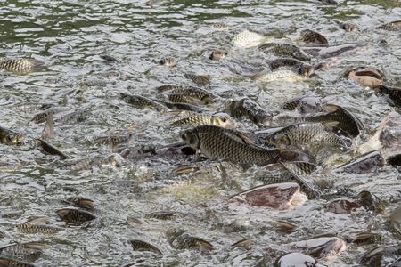 A lot of fish in the water. Fishing. Big fish. Catfish. Plenty of freshwater fishes swimming under waterの写真素材