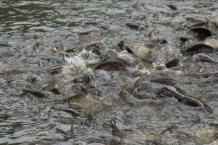 A lot of fish in the water. Fishing. Big fish. Catfish. Plenty of freshwater fishes swimming under waterの写真素材