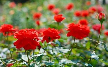 roseの写真素材