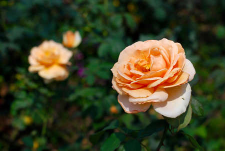 roseの写真素材
