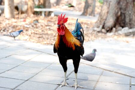 roosterの写真素材