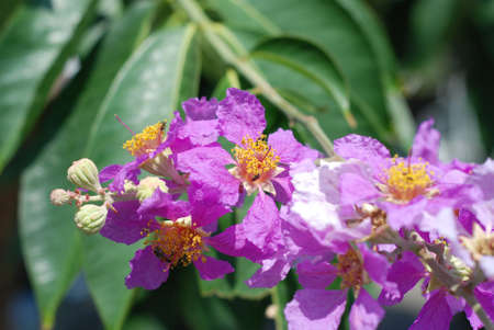 violet flowerの写真素材