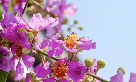 pink flowerの写真素材