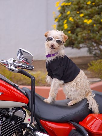 Dog riding on a motorcycle, wearing goggles.の写真素材