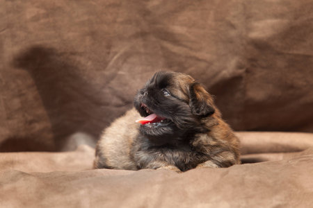 Pekingese dog baby cuteの写真素材