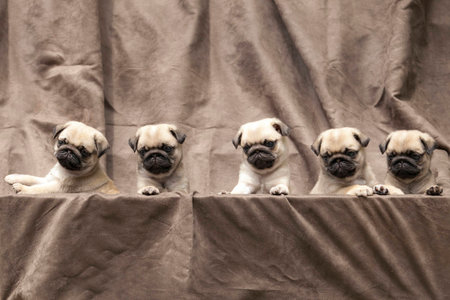 pug puppy cuteの写真素材