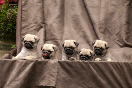 pug puppy cuteの写真素材