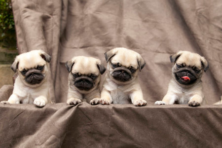 pug puppy cuteの写真素材