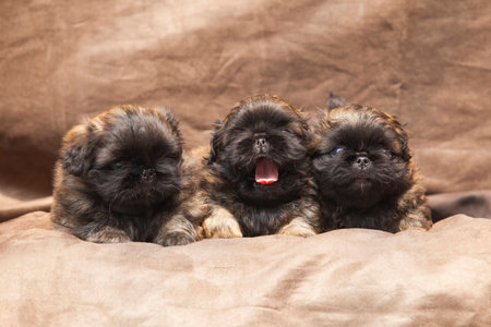 Pekingese dog baby cuteの写真素材