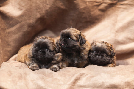 Pekingese dog baby cuteの写真素材