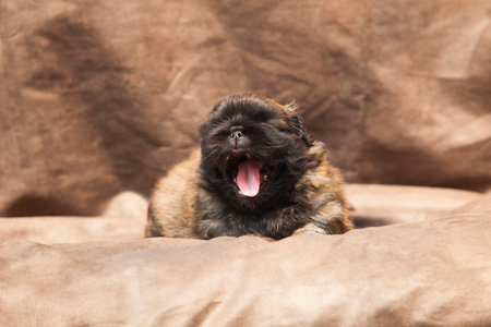 Pekingese dog baby cuteの写真素材