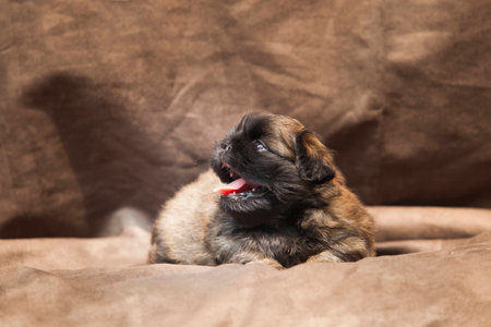 Pekingese dog baby cuteの写真素材