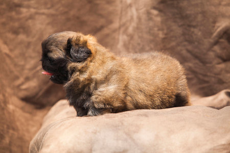 Pekingese dog baby cuteの写真素材
