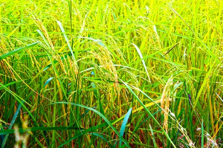 Rice field and cornfield are goldenの素材