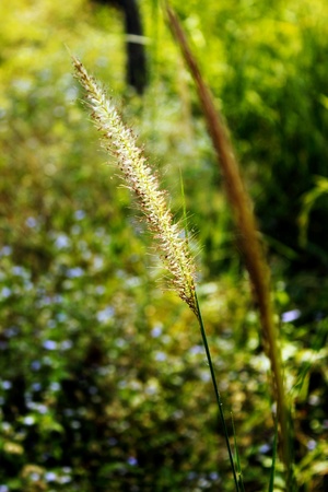 Pennisetum setosum flower の素材