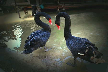 Both goose with heartの素材