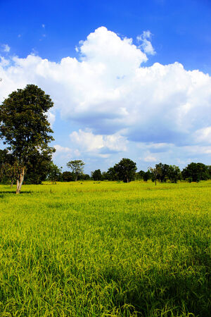 paddy field and gold rice on the cornfieldの写真素材