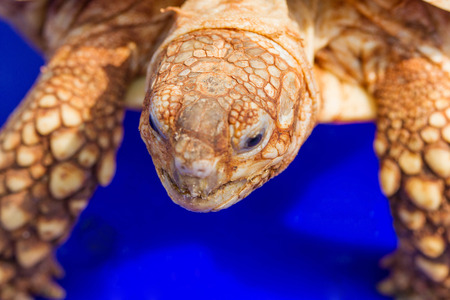Portrait of a giant tortoise close upの写真素材