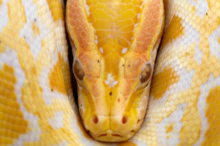 close up convoluted yellow pythonの写真素材