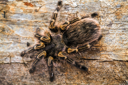 Macro shoot of a tarantula spider over a woodenの写真素材