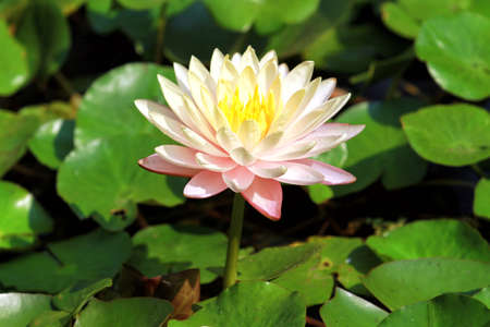 A beautiful pink waterlily or lotus flower in pondの写真素材