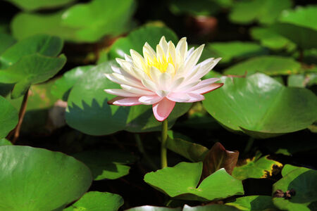 Pink Lotus flower beautiful lotus.の写真素材