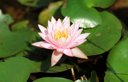 Pink Lotus flower beautiful lotus.の写真素材