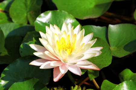 Pink Lotus flower beautiful lotus.の写真素材