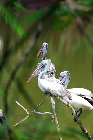 spot billed pelican in water poolの写真素材
