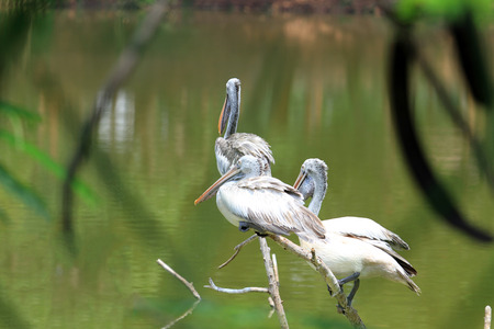 spot billed pelican in water poolの写真素材