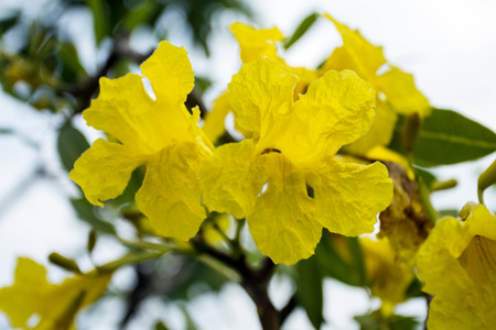 close up Silver trumpet tree, Tree of gold,Paraguayan silver trumpet treeの写真素材