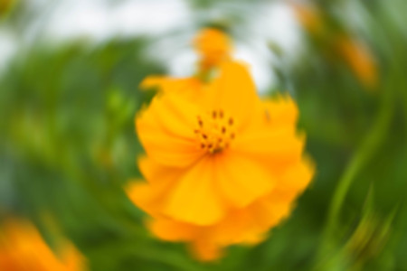Close up C.sulphureus Cav. or Sulfur Cosmos or Yellow Cosmos flower with bee in the gardenの写真素材