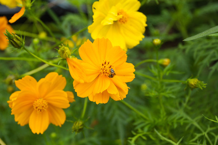 Close up C.sulphureus Cav. or Sulfur Cosmos or Yellow Cosmos flower with bee in the gardenの写真素材