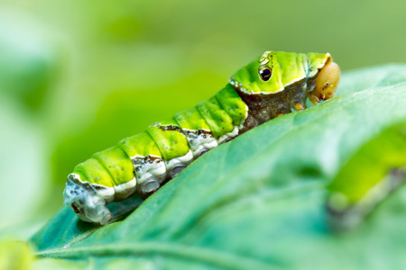 A close up of the green caterpillar on leaf and on green backgroundの写真素材