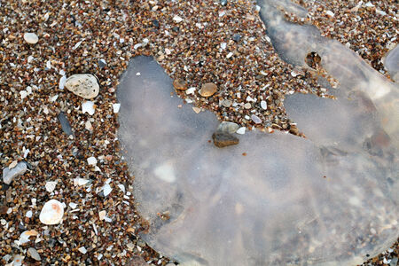 Sea shells on sand. Summer beach backgroundの写真素材