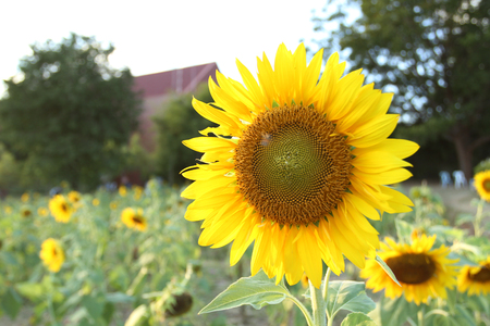 sunflowers at the field in summer on blue skyの写真素材