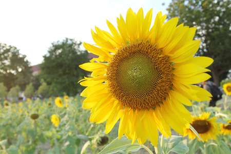 sunflowers at the field in summer on blue skyの写真素材