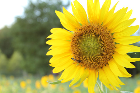 sunflowers at the field in summer on blue skyの写真素材