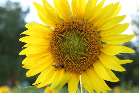 sunflowers at the field in summer on blue skyの写真素材
