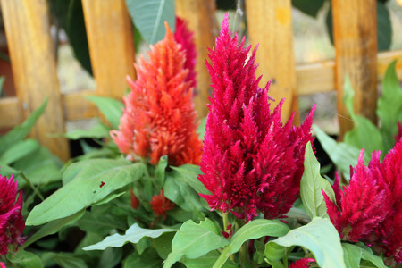 Colorful Cockscomb flowersの写真素材