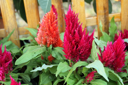 Colorful Cockscomb flowersの写真素材