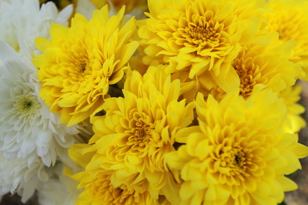 african daisy or gerbera yellow gerbera and gerbera white flowerの写真素材