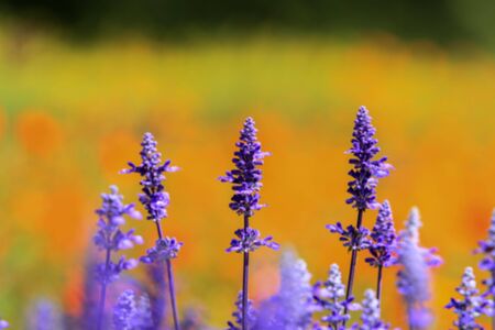 Blue Salvia (salvia farinacea) flowers blooming in the garden and fieldの写真素材