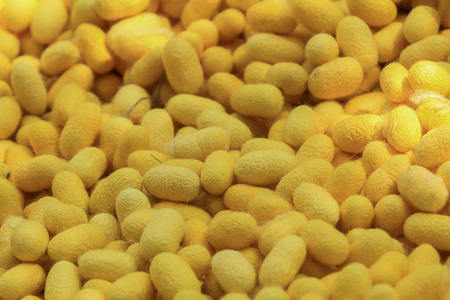 Close up yellow and white silkworm cocoon combined into the background.の写真素材