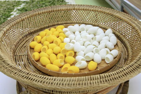 silk worm : cocoon silkworm many silkの写真素材