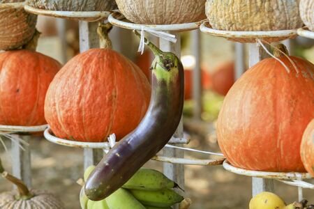 Asian Fresh Vegetables and multicolored pumpkinsの写真素材